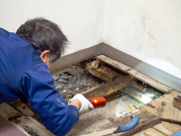 Best Fast Mold Removal  in Groves, TX